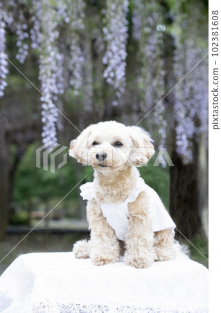 wisteria trellis and malpoo mii-chan wisteria trellis and malpoo mii-chan 102381608