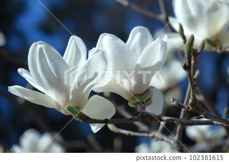 Moist and beautiful flowers 102381615
