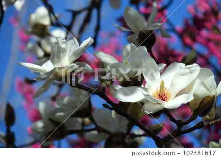 濕潤美麗的花朵 濕潤美麗的花朵 102381617