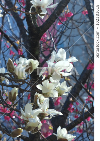 濕潤美麗的花朵 濕潤美麗的花朵 102381618