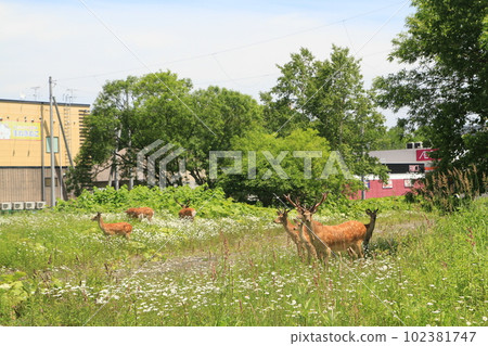 城中的蝦夷鹿 102381747