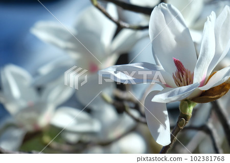 Moist and beautiful flowers 102381768