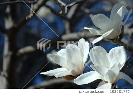 Moist and beautiful flowers Moist and beautiful flowers 102381775