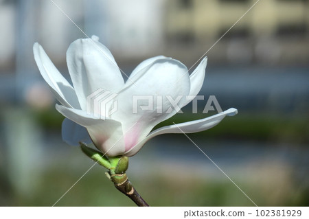 Moist and beautiful flowers 102381929