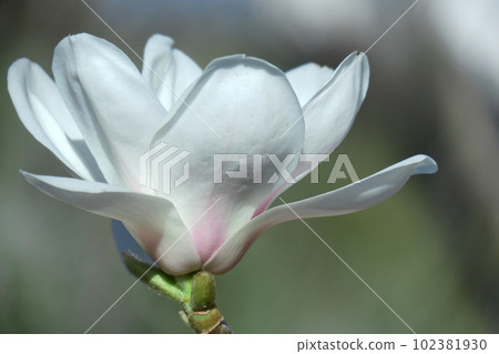 Moist and beautiful flowers 102381930