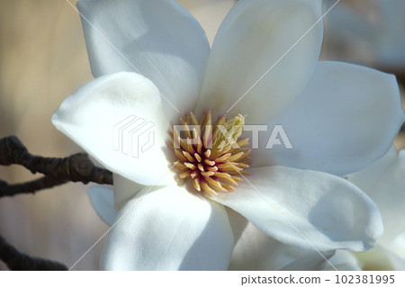 濕潤美麗的花朵 濕潤美麗的花朵 102381995