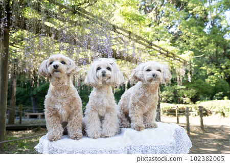 Wisteria trellis and three smiling dogs 102382005