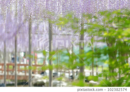 Flower scenery woven by wisteria trellis flowers (wisteria in Tennogawa Park, Tsushima City, Aichi Prefecture) Flower scenery woven by wisteria trellis flowers (wisteria in Tennogawa Park, Tsushima City, Aichi Prefecture) 102382574