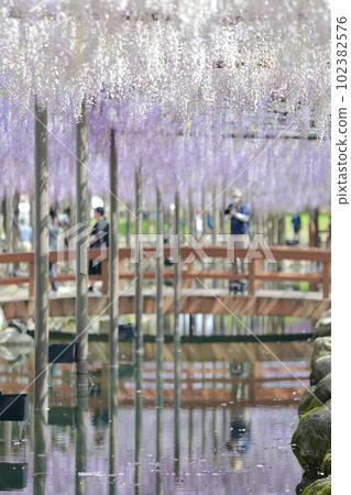 Tourists enjoying the beautifully blooming wisteria trellis (wisteria in Tennogawa Park, Tsushima City, Aichi Prefecture) 102382576