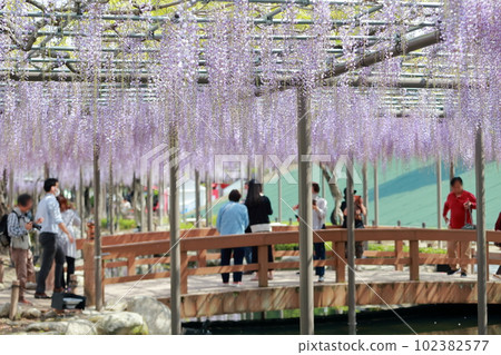 Tourists enjoying the beautifully blooming wisteria trellis (wisteria in Tennogawa Park, Tsushima City, Aichi Prefecture) Tourists enjoying the beautifully blooming wisteria trellis (wisteria in Tennogawa Park, Tsushima City, Aichi Prefecture) 102382577