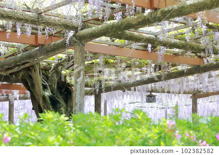 Flower scenery woven by wisteria trellis flowers (wisteria in Tennogawa Park, Tsushima City, Aichi Prefecture) 102382582