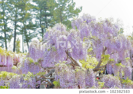 Scenery of colorful wisteria trellis flowers blooming (wisteria in Tennogawa Park, Tsushima City, Aichi Prefecture) 102382583