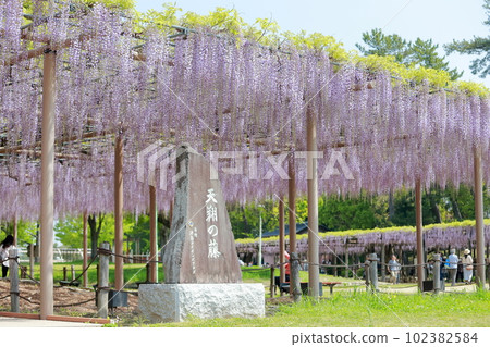 五顏六色的紫藤花盛開的景色（愛知縣對馬市天王川公園紫藤天正紫藤） 102382584