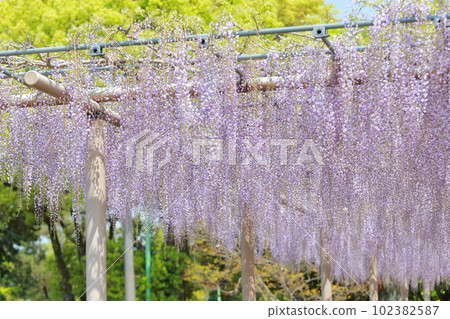 紫藤花編織的花景（愛知縣對馬市天王川公園內的紫藤） 102382587