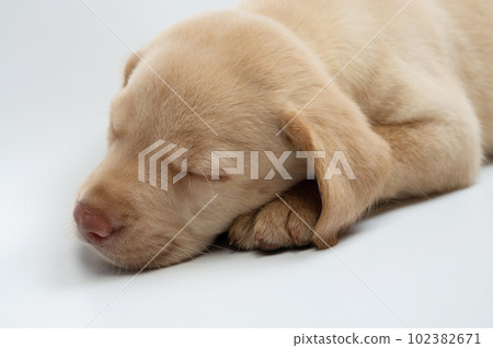 Close up portrait of sleeping dreaming cub 102382671