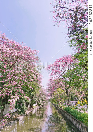 Pink Trumpet (Tabebuia Rosea) flowers in full bloom on blue sky Bangkok, Thailand Pink Trumpet (Tabebuia Rosea) flowers in full bloom on blue sky Bangkok, Thailand 102382811
