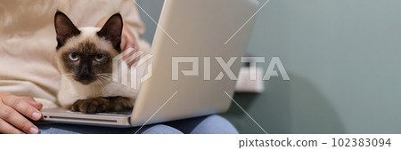 woman working from home with cat. cat asleep on the laptop keyboard. assistant cat working at Laptop woman working from home with cat. cat asleep on the laptop keyboard. assistant cat working at Laptop 102383094