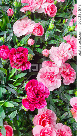 Flower and plant seedlings for the garden or home. Seedlings in pots. Flower and plant seedlings for the garden or home. Seedlings in pots. 102383678