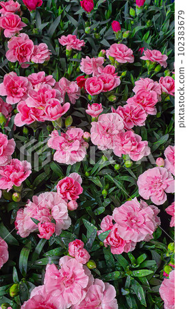 Flower and plant seedlings for the garden or home. Seedlings in pots. Flower and plant seedlings for the garden or home. Seedlings in pots. 102383679