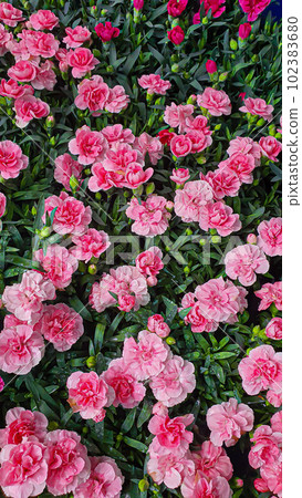 Flower and plant seedlings for the garden or home. Seedlings in pots. Flower and plant seedlings for the garden or home. Seedlings in pots. 102383680