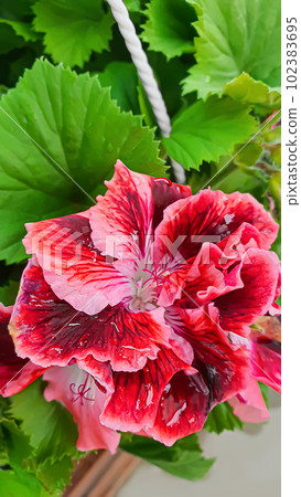 Flower and plant seedlings for the garden or home. Seedlings in pots. Flower and plant seedlings for the garden or home. Seedlings in pots. 102383695