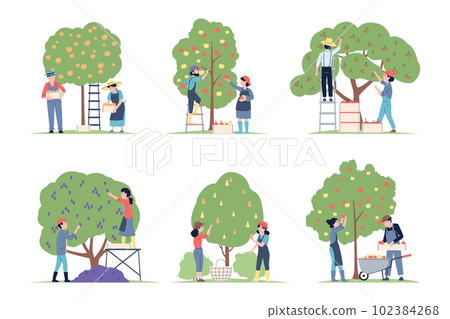 Picking from fruits tree. People collect apples, pears and cherry, agriculture harvest scenes. Planting and gardening, recent vector farmers set Picking from fruits tree. People collect apples, pears and cherry, agriculture harvest scenes. Planting and gardening, recent vector farmers set 102384268