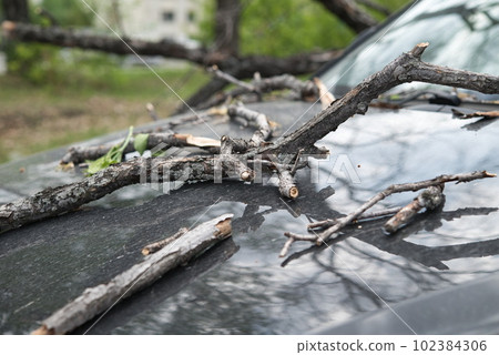 strong wind broke tree that fell on car in the parking lot strong wind broke tree that fell on car in the parking lot 102384306