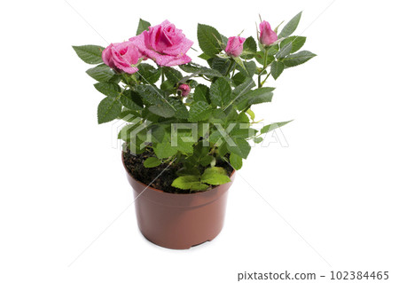 Indoor rose bush in a pot on a white background 102384465