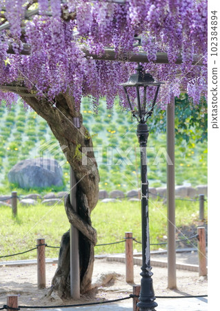 A healing space where wisteria trellis flowers gently envelop you (wisteria in Tennogawa Park, Tsushima City, Aichi Prefecture) A healing space where wisteria trellis flowers gently envelop you (wisteria in Tennogawa Park, Tsushima City, Aichi Prefecture) 102384894