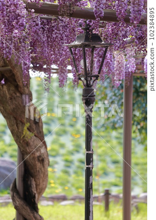 A healing space where wisteria trellis flowers gently envelop you (wisteria in Tennogawa Park, Tsushima City, Aichi Prefecture) A healing space where wisteria trellis flowers gently envelop you (wisteria in Tennogawa Park, Tsushima City, Aichi Prefecture) 102384895