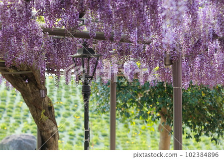 A healing space where wisteria trellis flowers gently envelop you (wisteria in Tennogawa Park, Tsushima City, Aichi Prefecture) A healing space where wisteria trellis flowers gently envelop you (wisteria in Tennogawa Park, Tsushima City, Aichi Prefecture) 102384896