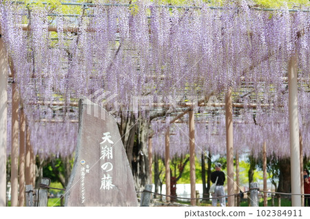 Scenery of colorful wisteria trellis flowers in full bloom (Tensho wisteria, Tennogawa Park wisteria, Tsushima City, Aichi Prefecture) Scenery of colorful wisteria trellis flowers in full bloom (Tensho wisteria, Tennogawa Park wisteria, Tsushima City, Aichi Prefecture) 102384911