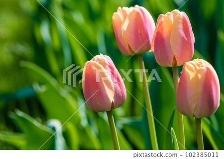 Pink tulip buds on a flower bed in the city 102385011