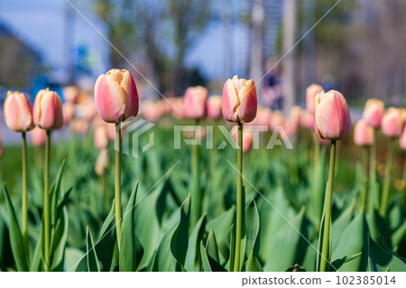 Pink tulip buds on a flower bed in the city Pink tulip buds on a flower bed in the city 102385014