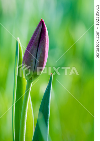 Close-up of an unopened tulip bud against a background of grass. Close-up of an unopened tulip bud against a background of grass. 102385015