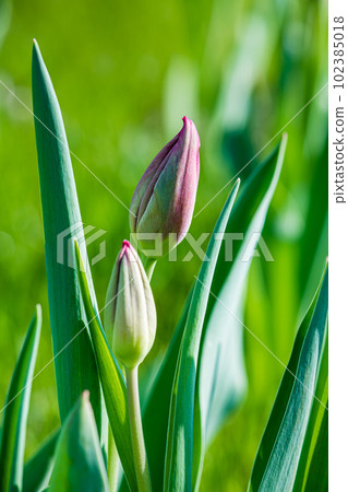 Close-up of an unopened tulip bud against a background of grass. Close-up of an unopened tulip bud against a background of grass. 102385018