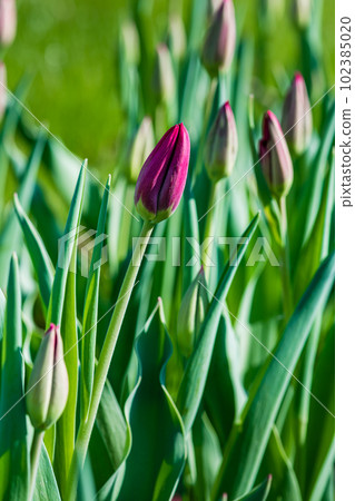 Close-up of an unopened tulip bud against a background of grass. 102385020