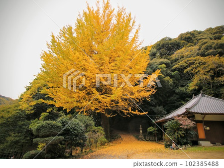 Old building and big ginkgo tree 102385488