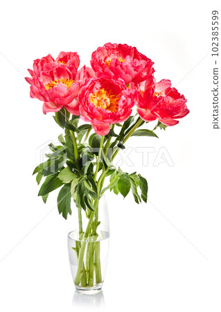 Beautiful pink peonies flowers isolated on white background 102385599