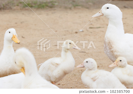 white ducks on farm graze in herd, cute pets birds. taking care of cattle in backyard. 102385700