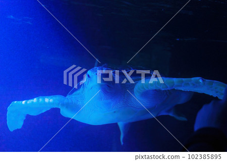 Giant turtle swimming above a coral reef close up. Sea turtles are becoming threatened due to illegal human activities. 102385895