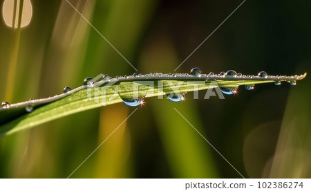 Dew drop on the grass Dew drop on the grass 102386274