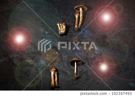 Mushrooms are different on a black textured background with lens flare Mushrooms are different on a black textured background with lens flare 102387493