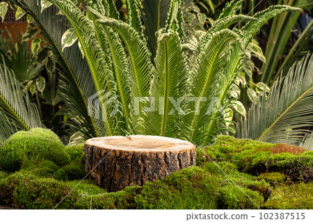 Natural style. Wooden cut, round podium with green moss on the 102387515