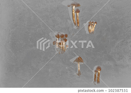 Brown wild forest mushrooms on a textured gray background. Forest 102387531