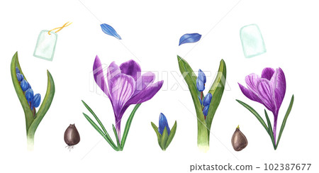 Watercolor set of crocuses, scillas, bulbs and tags isolated on white background. Botanical illustration for cards, book design, greetings, stickers, patterns, banners, templates, flower shops Watercolor set of crocuses, scillas, bulbs and tags isolated on white background. Botanical illustration for cards, book design, greetings, stickers, patterns, banners, templates, flower shops 102387677