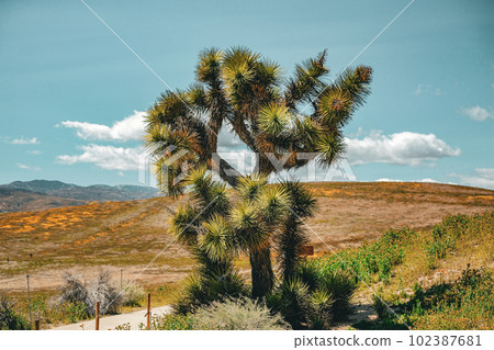Joshua tree with mountain background and blue sky for travel and vacation destination. Joshua tree with mountain background and blue sky for travel and vacation destination. 102387681