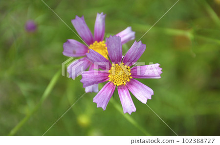 beautiful garden flower with delicate purple or pink petals and a yellow center beautiful garden flower with delicate purple or pink petals and a yellow center 102388727