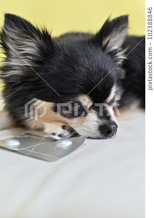 All-in-one medicine for chihuahuas, heartworms, fleas, and ticks 102388846