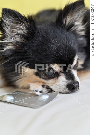 All-in-one medicine for chihuahuas, heartworms, fleas, and ticks 102388847